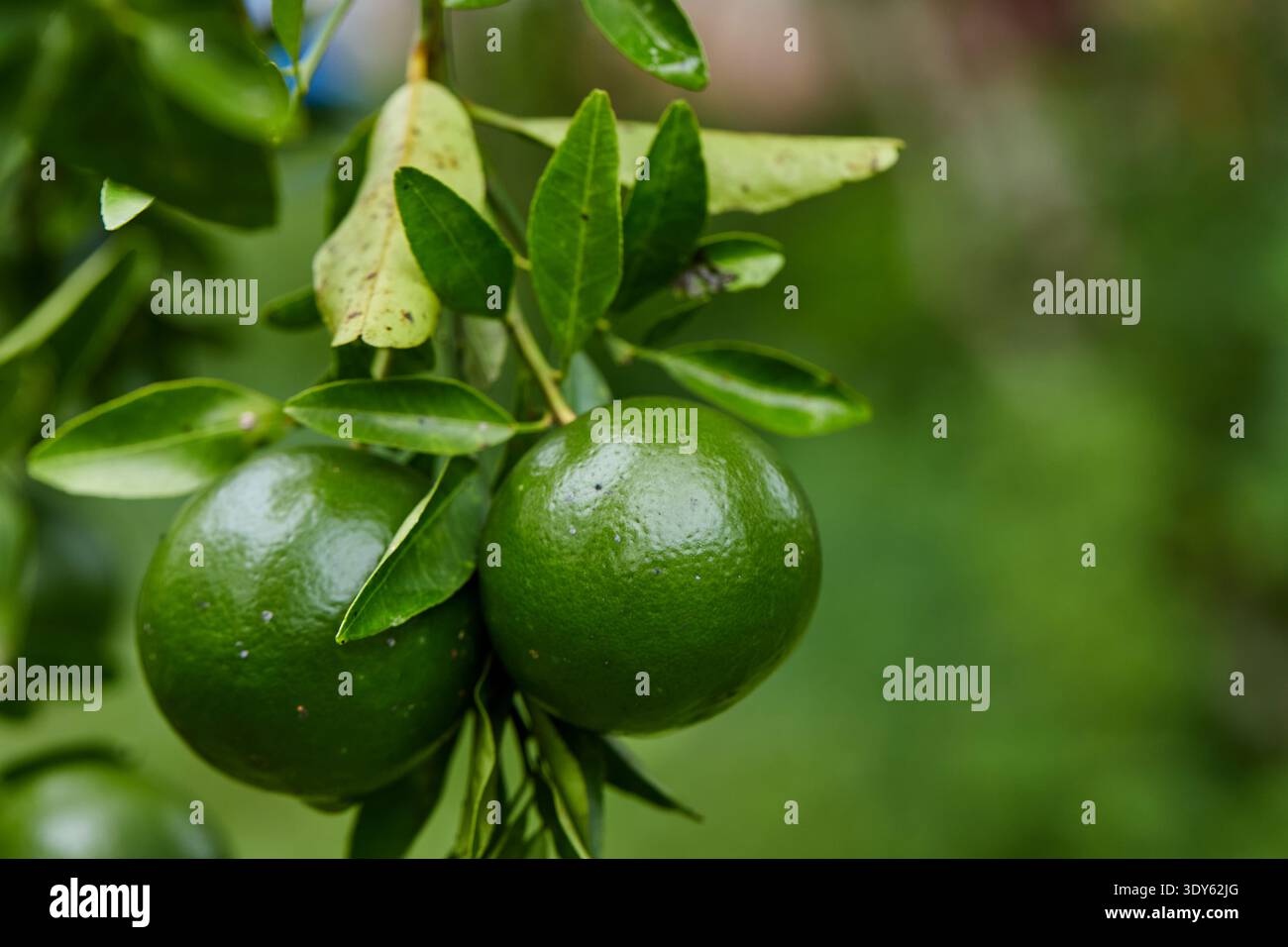 Grüne Orangen auf einem Baumzweig Stockfoto