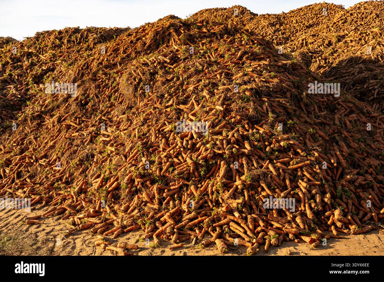 Lebensmittelabfälle Karotten Stockfoto