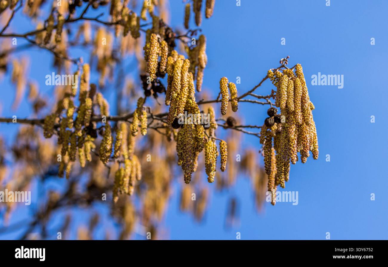 Opfikon, Schweiz, 4. März 2026: Reifer Erlenpollen verursacht allergische Reaktionen bei Pollenallergikern Anfang des Jahres. (Foto von Andreas Haa Stockfoto