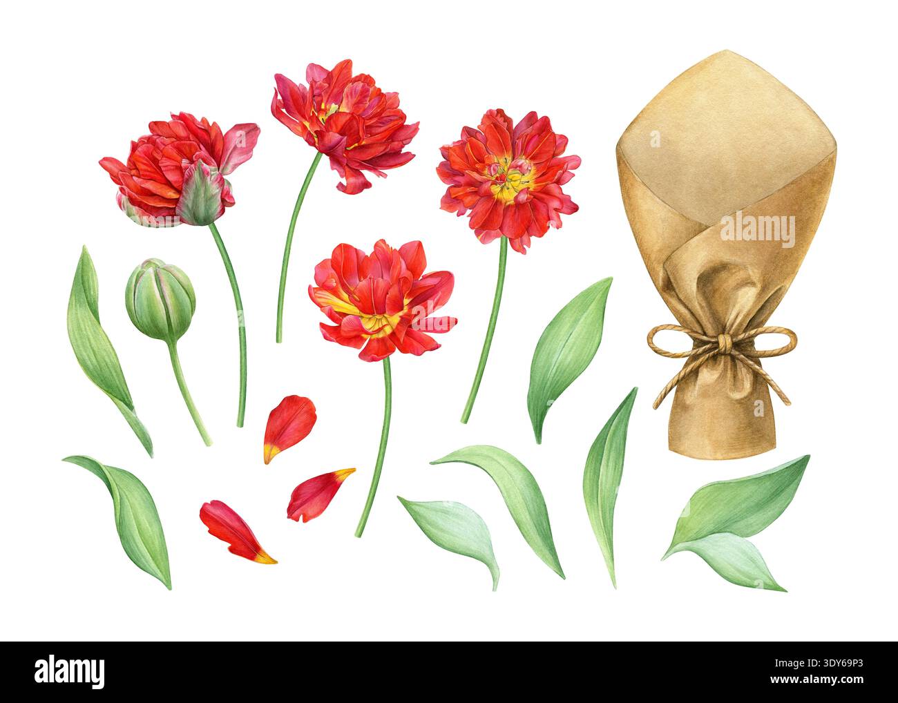 Botanisches Set mit roten Doppeltulpen, Knospen, Blütenblättern, grünen Blättern und einer Bastelpapierfolie. Gut für Blumensträuße und Grußkarten Stockfoto