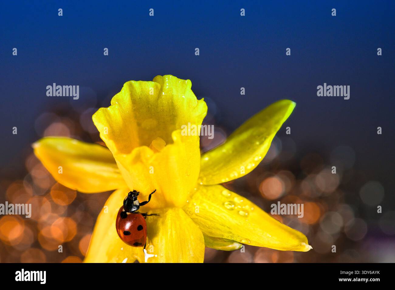 Lebendige Makrofotografie eines siebenfleckigen Marienkäfers (Coccinella septempunctata) mit auffälligen schwarzen Flecken, der auf den hellgelben Blättern von A klettert Stockfoto