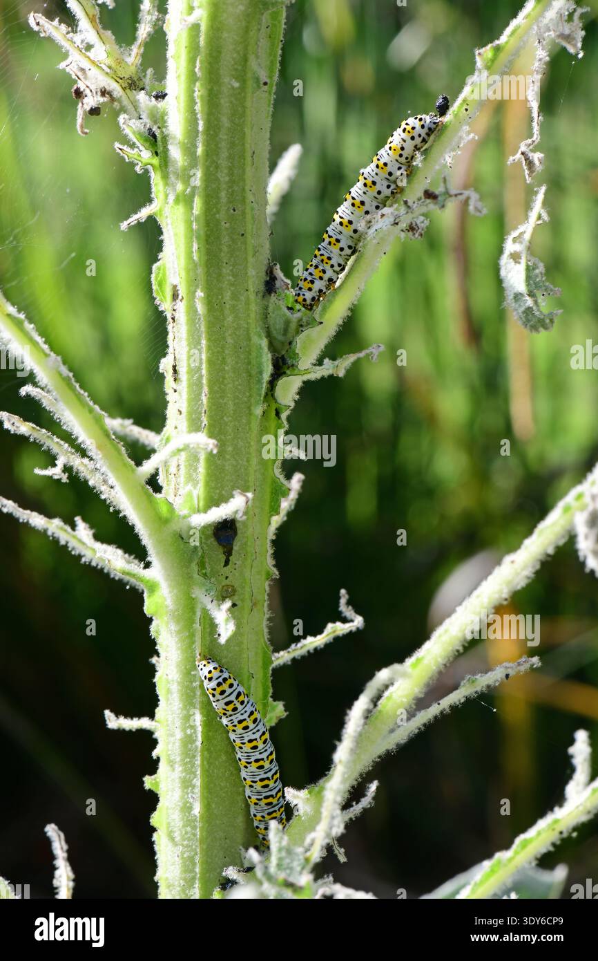 Mauleinmotten Raupen fressen Mauleinpflanze yorkshire united Kingdom Stockfoto