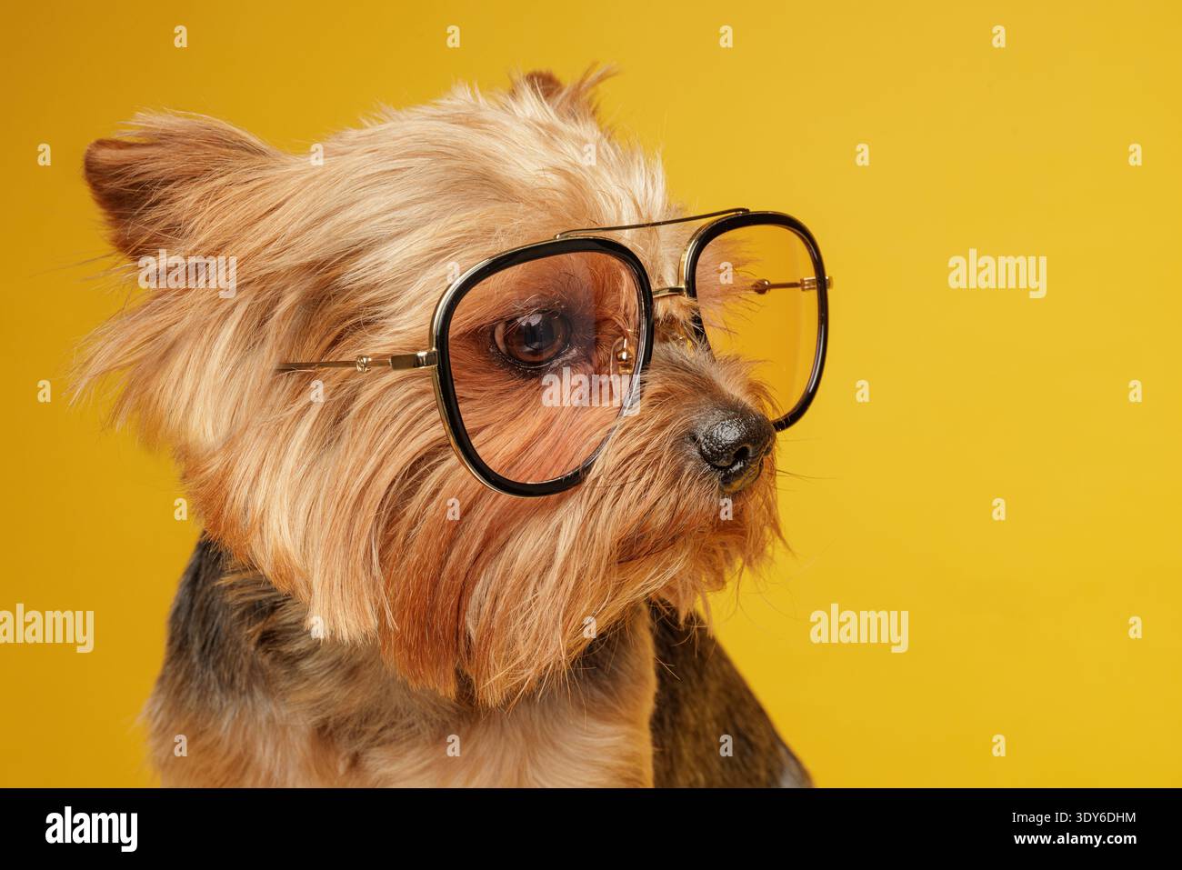 Nahaufnahme eines Yorkshire Terriers mit einer großen Brille vor einem hellgelben Studiohintergrund. Konzept von Intelligenz, Vision, Lernen Stockfoto