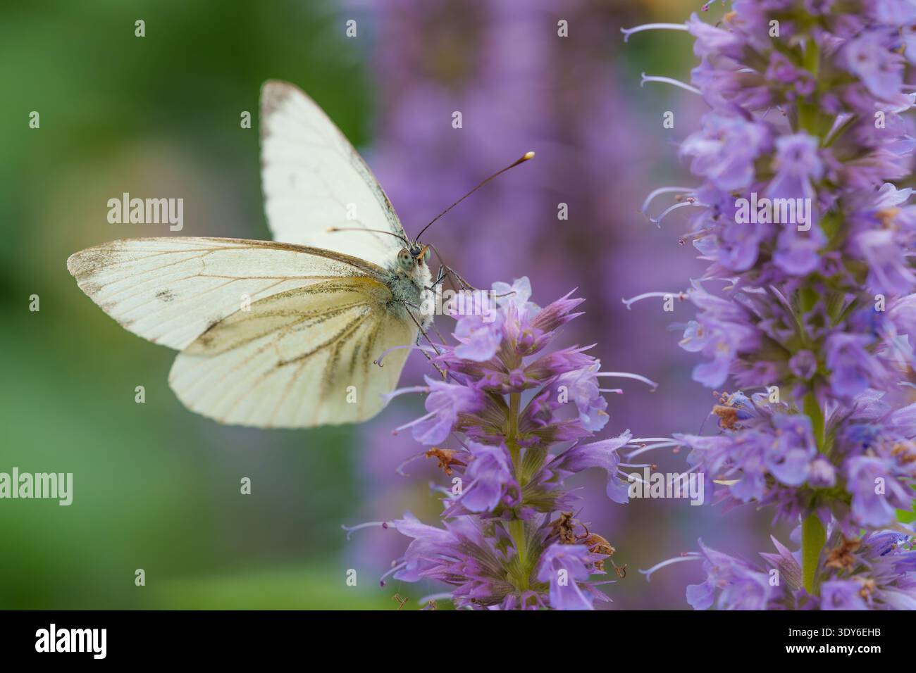 Kohl Weißer Schmetterling auf Lavendelblüte Stockfoto