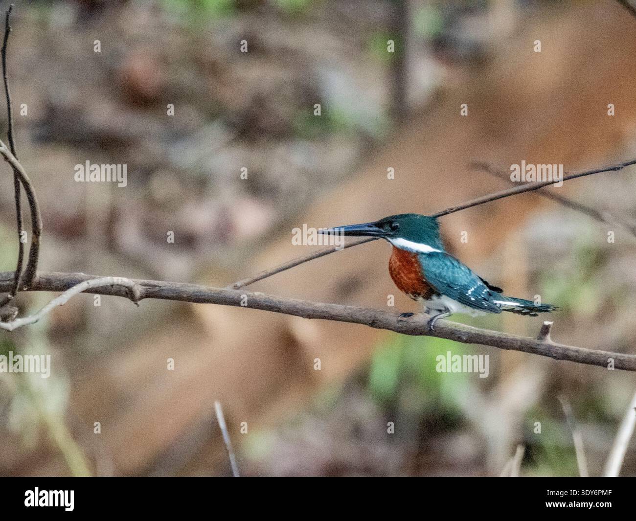 Erwachsener männlicher Amazonas-eisvogel, der auf einem Ast in Peru in der Nähe des Clavero Lake thront Stockfoto