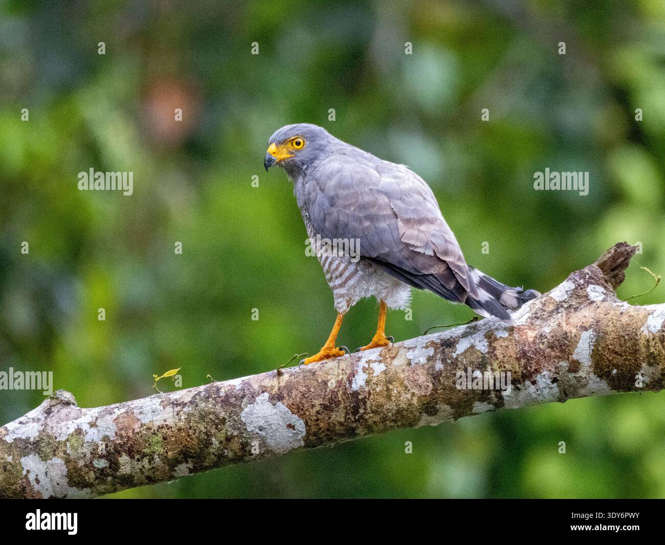 Der adulte Falke am Straßenrand liegt auf einem Ast im Wald des Pacaya Samiria Preserve in Peru und zeigt seine charakteristischen Merkmale Stockfoto