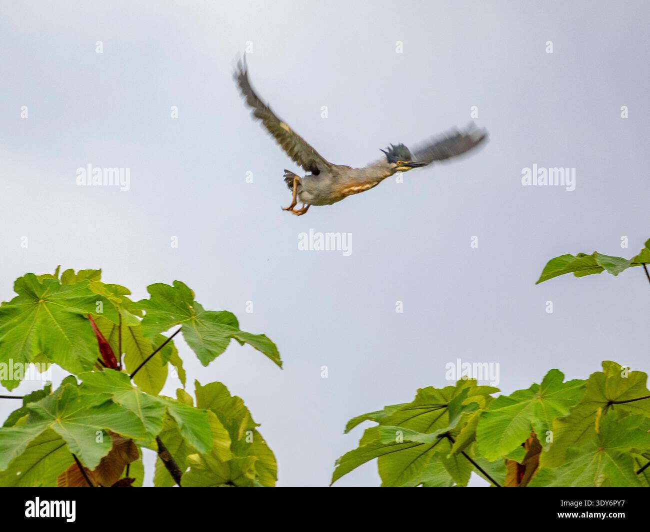 Der ausgewachsene Reiher fliegt am Nachmittag vom Baum im Pacaya Samiria Preserve in Peru Stockfoto