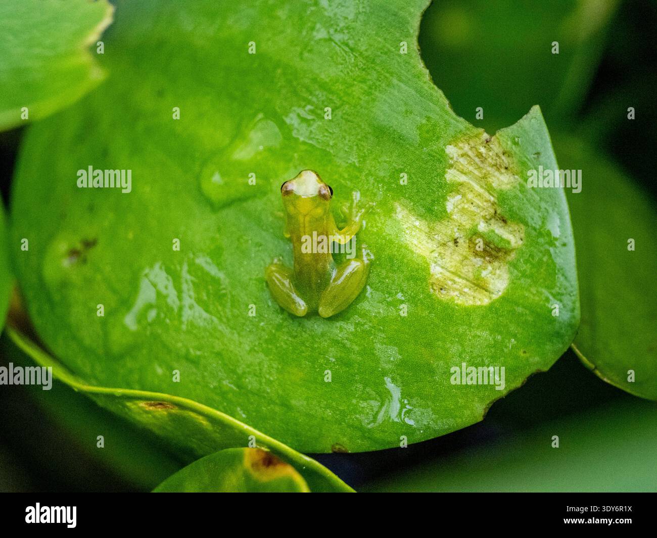 Der Zwergglasfrosch sitzt auf einem Blatt im Regenwald Perus im Pacaya Samiria Preserve im Bundesstaat Loreto Stockfoto