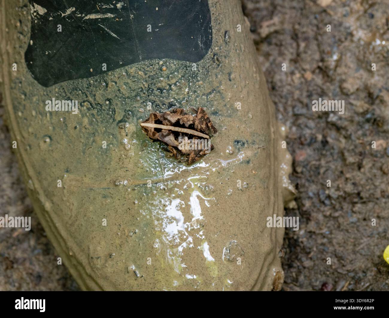 Die südamerikanische Kröte ruht während der Regenzeit auf matschigen Stiefeln im Pacaya Samiria Preserve in Peru Stockfoto