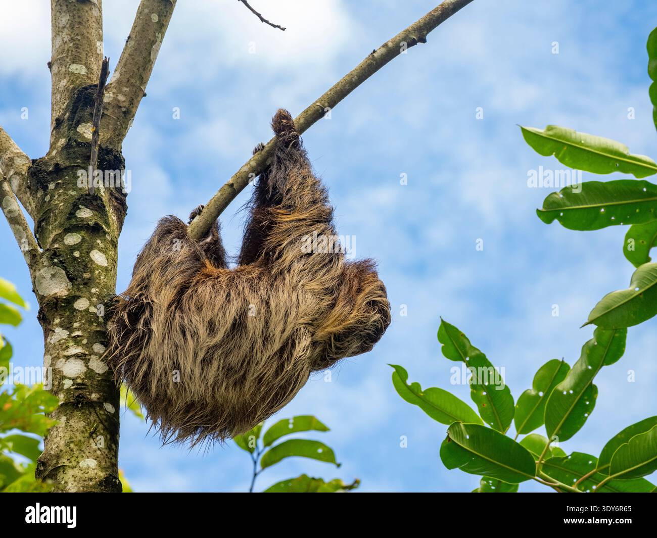 Das zweizehige Faultier des Linnaeus findet seinen Weg auf einen Baum in einem natürlichen Lebensraum in Peru Stockfoto
