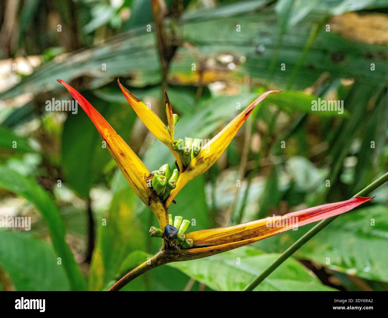Die Helikonia hirsuta-Pflanze wächst in dichtem Laub des Pacaya Samiria-Schutzgebiets in Peru mit leuchtenden Farben und einzigartiger Struktur Stockfoto