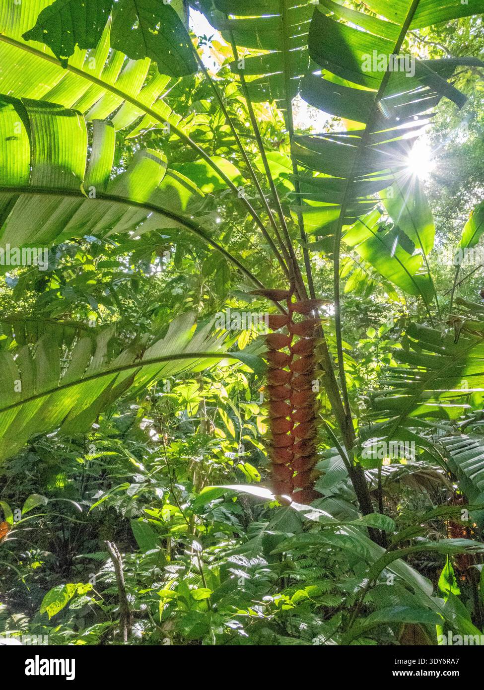 Hanging Hummerkralle Helikonia wächst im Wald des Pacaya Samiria Preserve in Peru Stockfoto