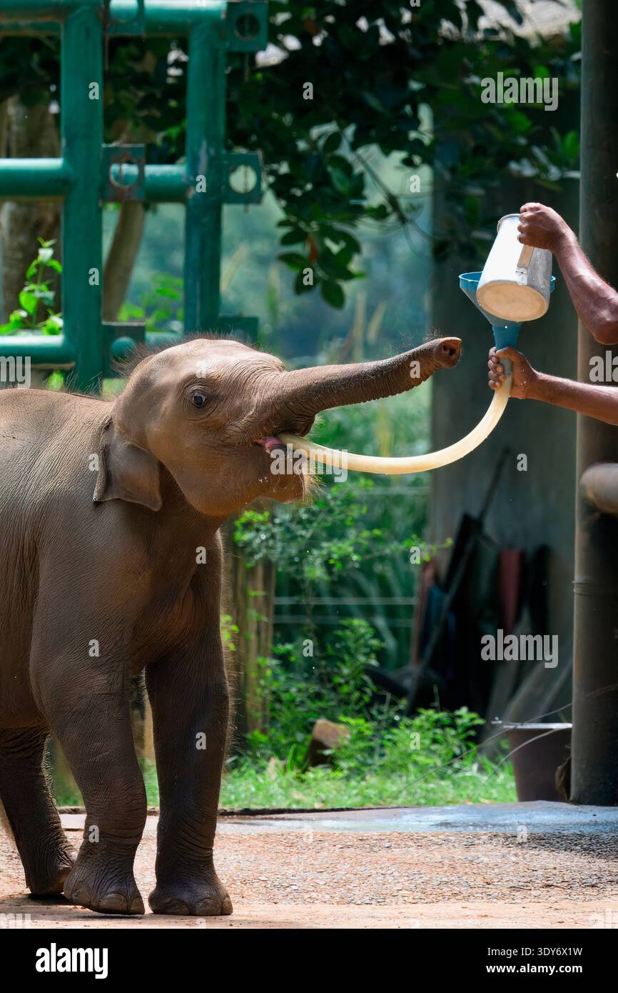 Verwaiste Elefantenbabys erhalten Milch von einem Pfleger in Sri Lanka Stockfoto