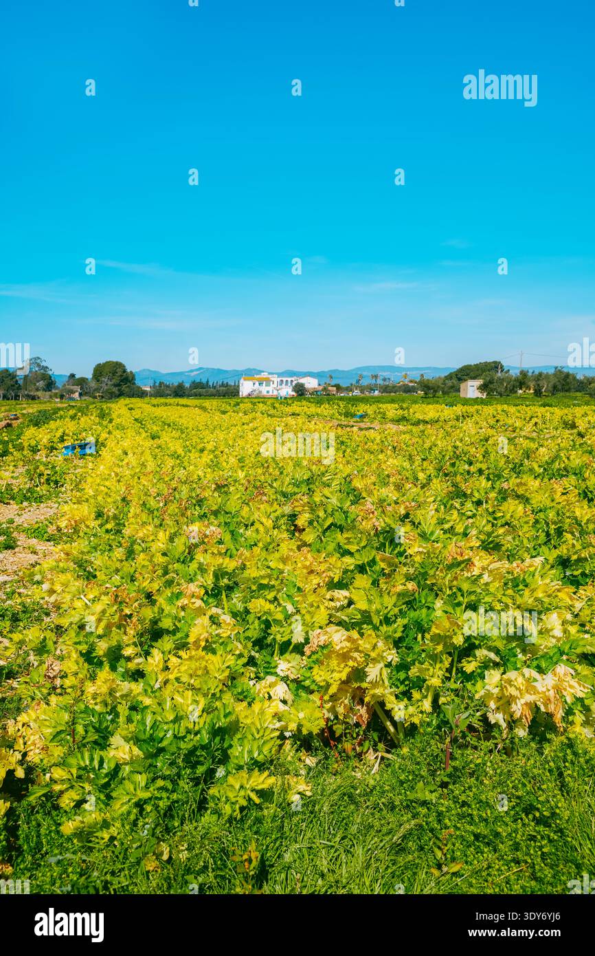 Bei hellem Tageslicht erstreckt sich eine ausgedehnte Sellerie über die Landschaft, die von Bäumen, Häusern und fernen Hügeln am Horizont begrenzt wird Stockfoto