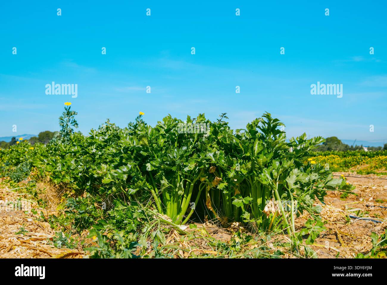 Im Vordergrund wächst dichter Sellerie in kompakten Clustern, während ferne Ernten und blauer Himmel eine lebendige ländliche Landwirtschaftslandschaft umrahmen Stockfoto
