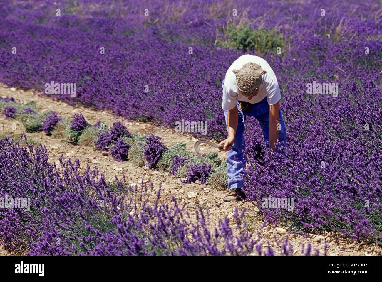 Lavendelernte auf einem Feld bei Ferrassieres im Département Drome, Region Rhone-Alpes, Südostfrankreich Stockfoto