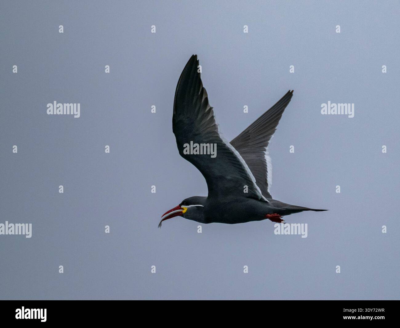 Inka-Seeschwalbe fliegt über Wasser mit einem Fisch in der Nähe der Palomino-Inseln in Peru Stockfoto