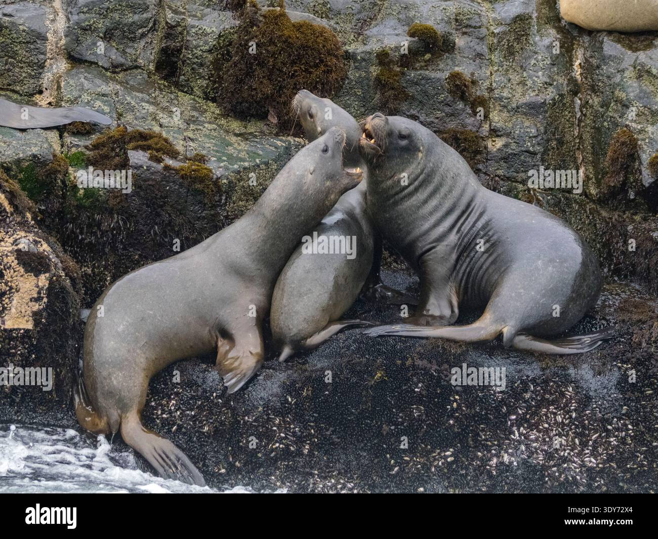 Südamerikanische Seelöwen interagieren in einer Brutkolonie in der Nähe von Lima Peru während eines lebendigen Moments Stockfoto