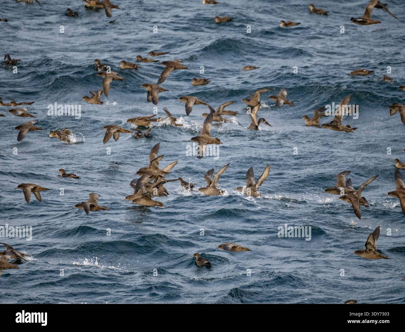 In der Beringsee in der Nähe der Baby Islands in Alaska sammeln sich während der Migrationssaison große Scharen von Kurzschwanz-Sturmtauchern Stockfoto