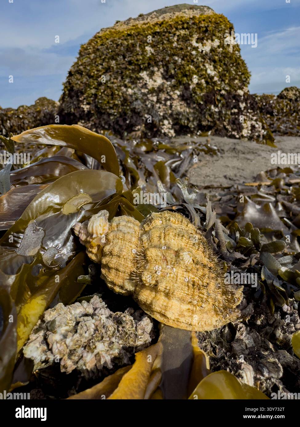 Die haarige triton-Schnecke aus Oregon, die in Algen entlang der Küste Alaskas in einem natürlichen Lebensraum nahe der felsigen Küste gefunden wurde Stockfoto