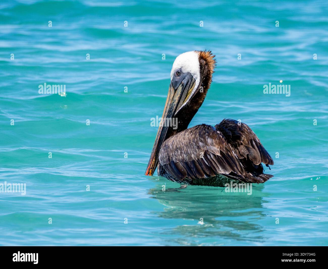Brauner Pelikan ruht tagsüber auf der Meeresoberfläche in Baja California Sur, Mexiko Stockfoto