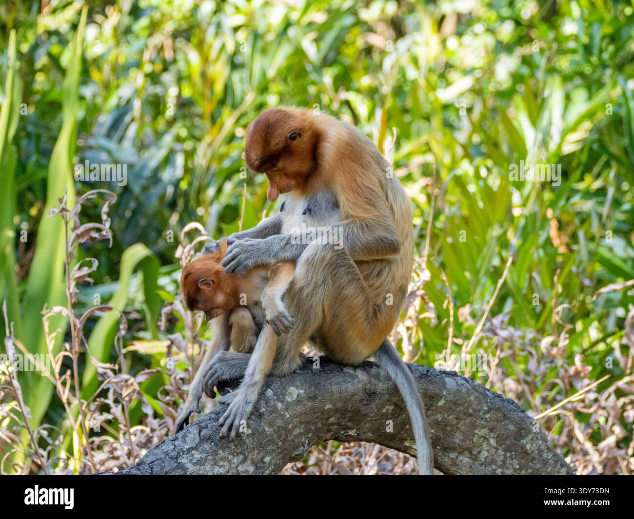 Die Mutter des Proboscis-Affen (Nasalis larvatus) kümmert sich um ihr Kind, während sie auf einem Baumzweig in einem natürlichen Lebensraum in Malaysia sitzt Stockfoto