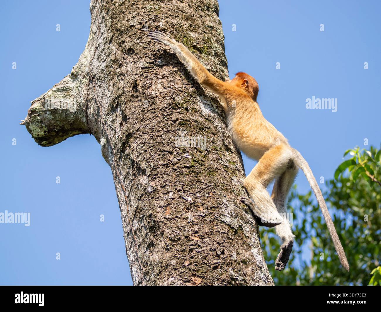 Jungaffe (Nasalis larvatus) klettert in der Labuk Bay auf einen Baum, während sie ihren Lebensraum in Sabah, Malaysia, erforscht Stockfoto