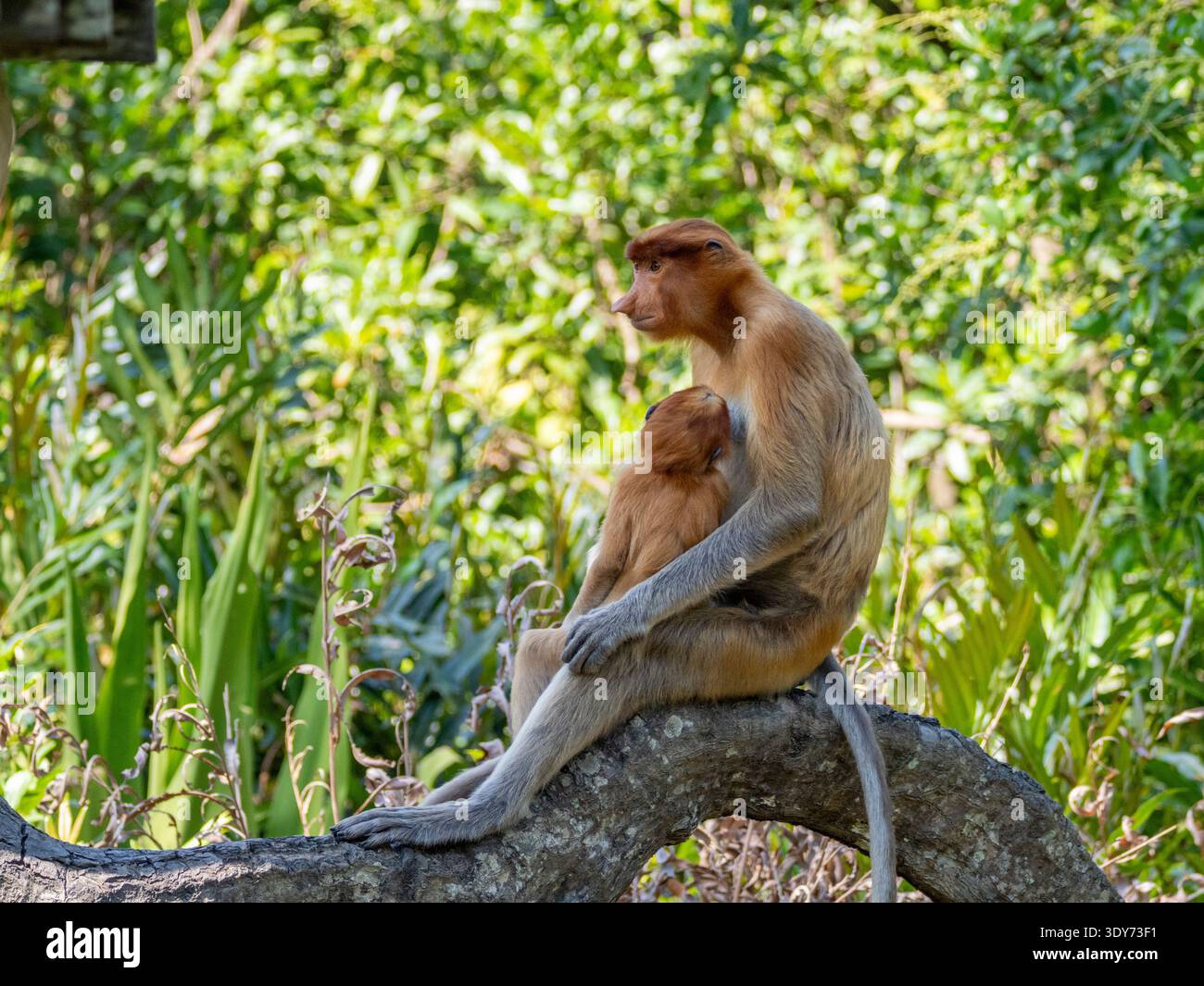 Die Mutter des Nasalis larvatus ernährt ihr Kind in der Labuk Bay in Sabah, Malaysia Stockfoto