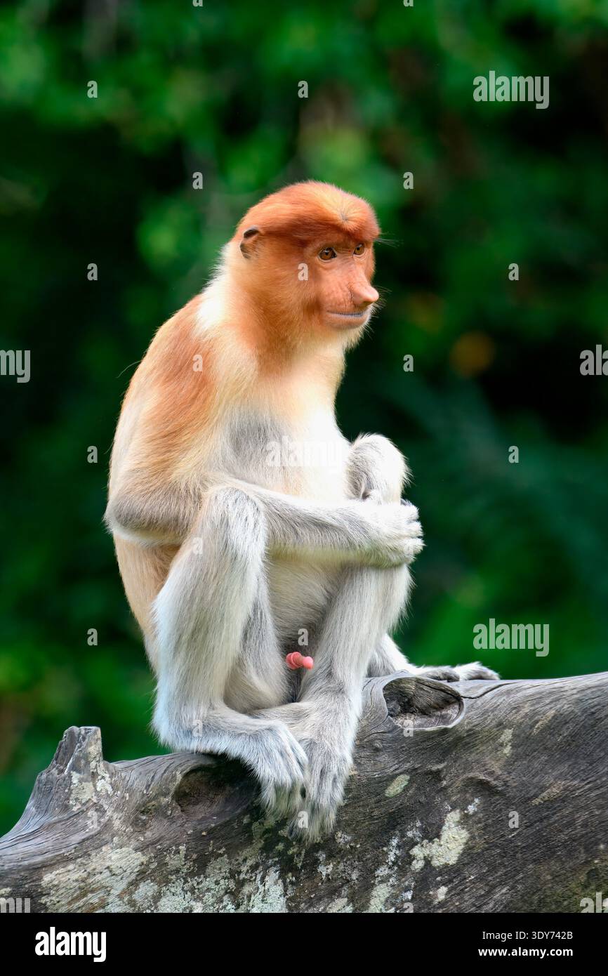 Der Proboscis-Affe (Nasalis larvatus) sitzt tagsüber auf einem Ast im Wald von Borneo, beobachtet die Umgebung und interagiert mit der Umgebung Stockfoto