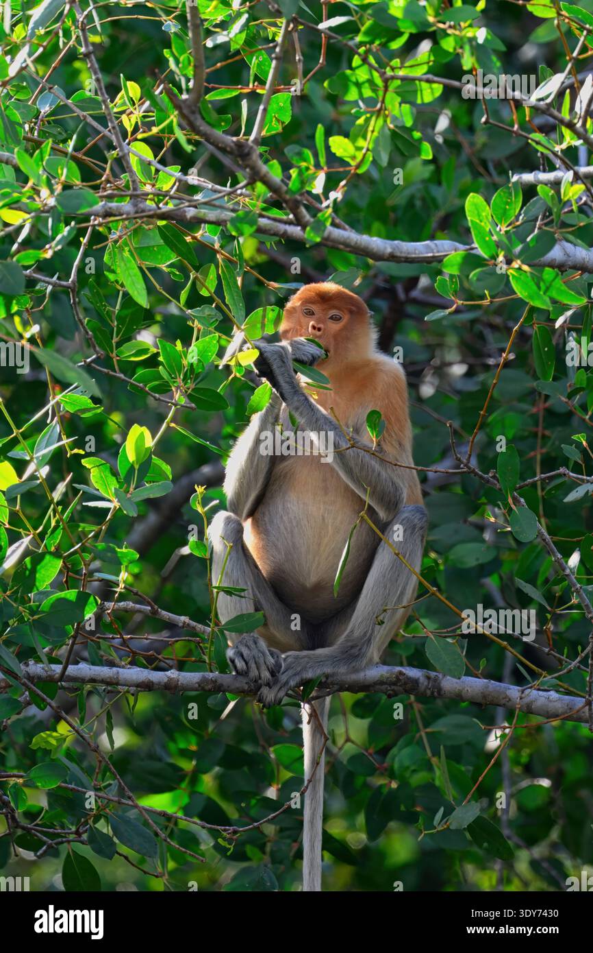 Der endemische Proboscis-Affe (Nasalis larvatus) isst Blätter, während er auf einem Zweig in einem Baum in Brunei ruht Stockfoto