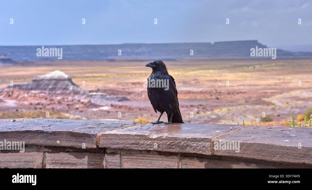 Wilder Rabe steht bei Regen auf einer Steinmauer am Overlook im Petrified Forest Arizona mit weit entfernten Hügeln und Landschaft im Blick Stockfoto