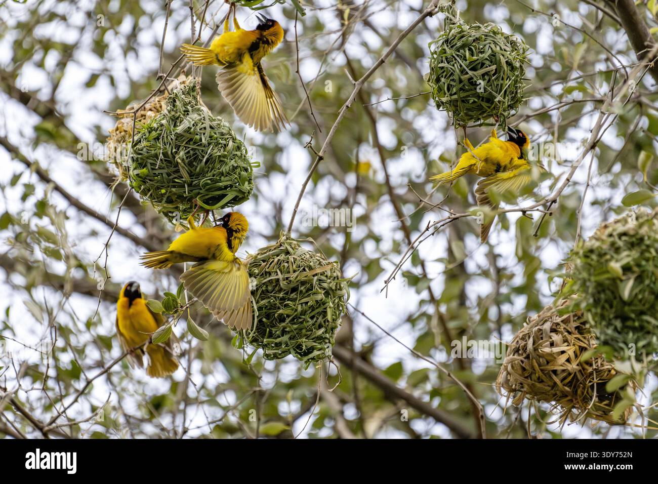 Schwarzkopfweber interagieren und nisten tagsüber in einem Baum im Pain UPE Wildreservat in Uganda Stockfoto