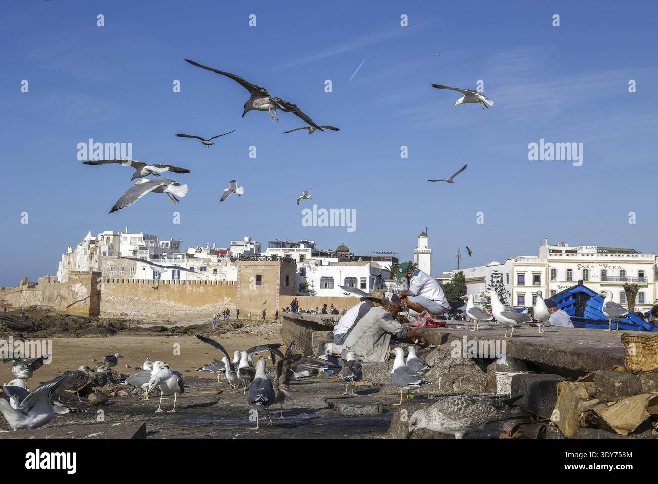 Möwen sammeln und fressen Fischreste entlang der Küste von Essaouira in Marokko Stockfoto