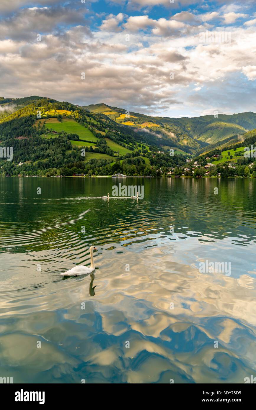 Berge umgeben den Zeller See in goldener Stunde mit Schwänen, die auf ruhigem Wasser in Salzburg, Österreich, gleiten Stockfoto