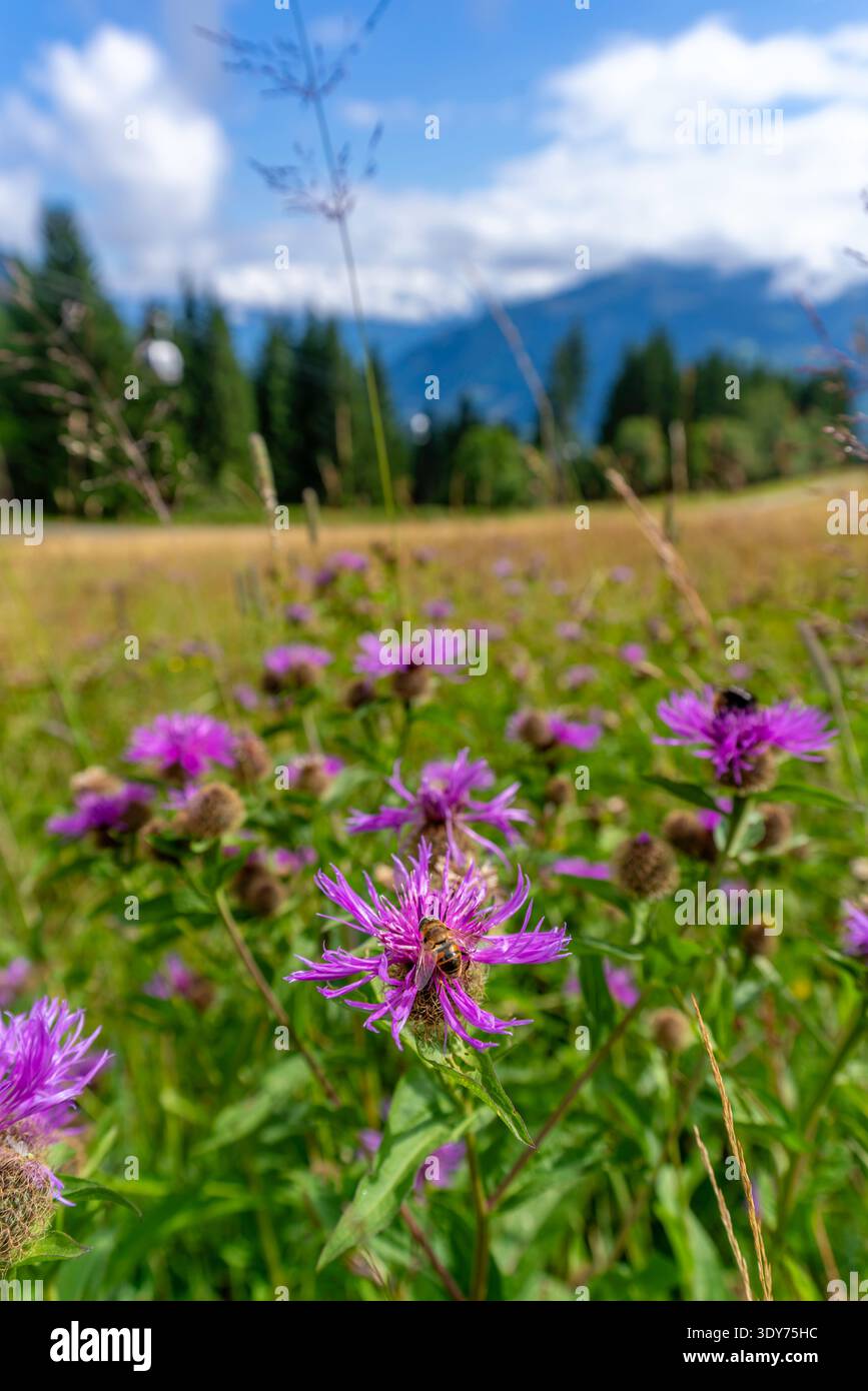 Die Biene sammelt Nektar von Kornblumen unter sonnigem Himmel in Bruckberg Stockfoto