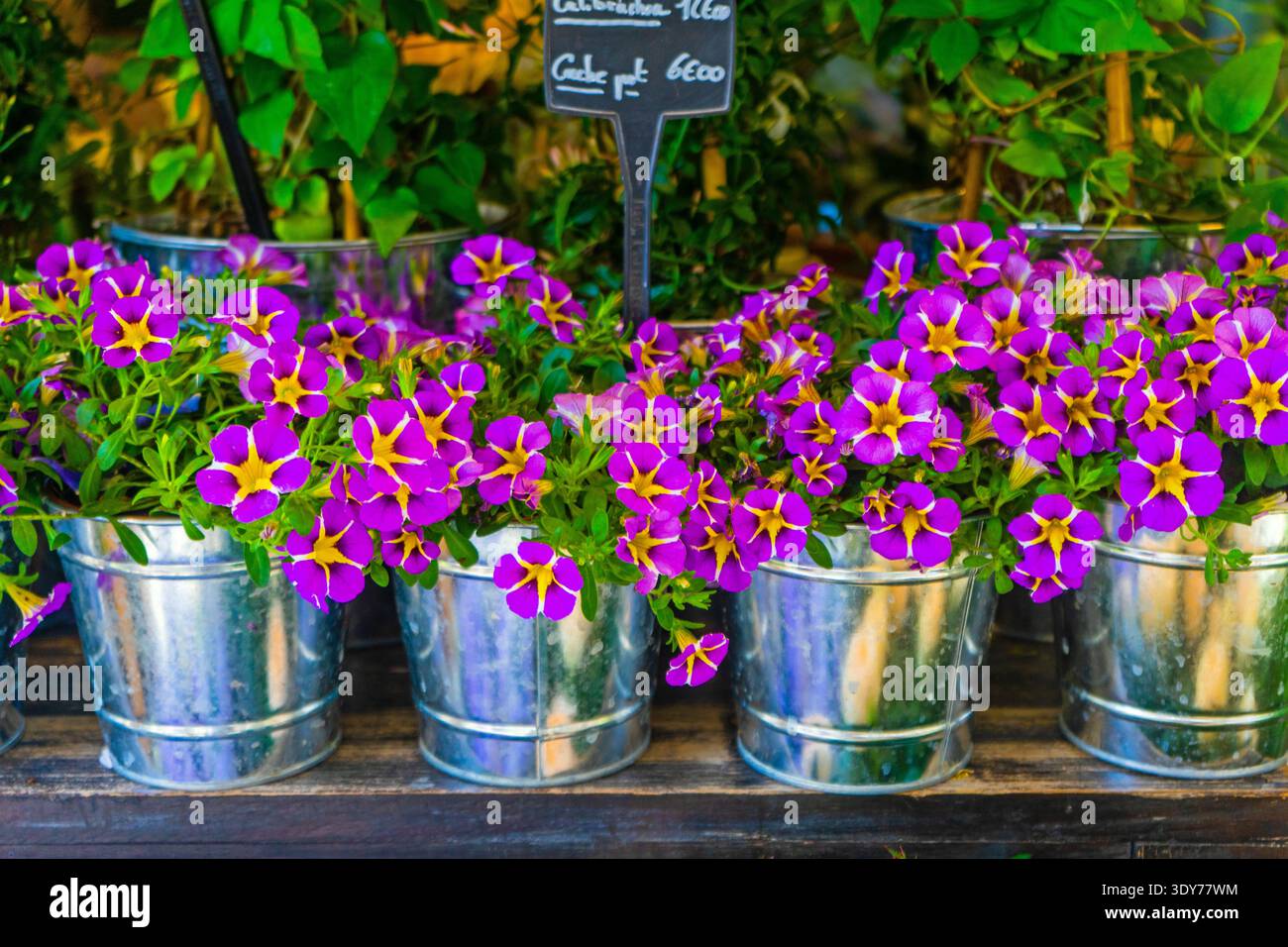 Calibrachoa petunien in Metalltöpfen erhellen einen Garten in Frankreich mit violetten und gelben Farben Stockfoto