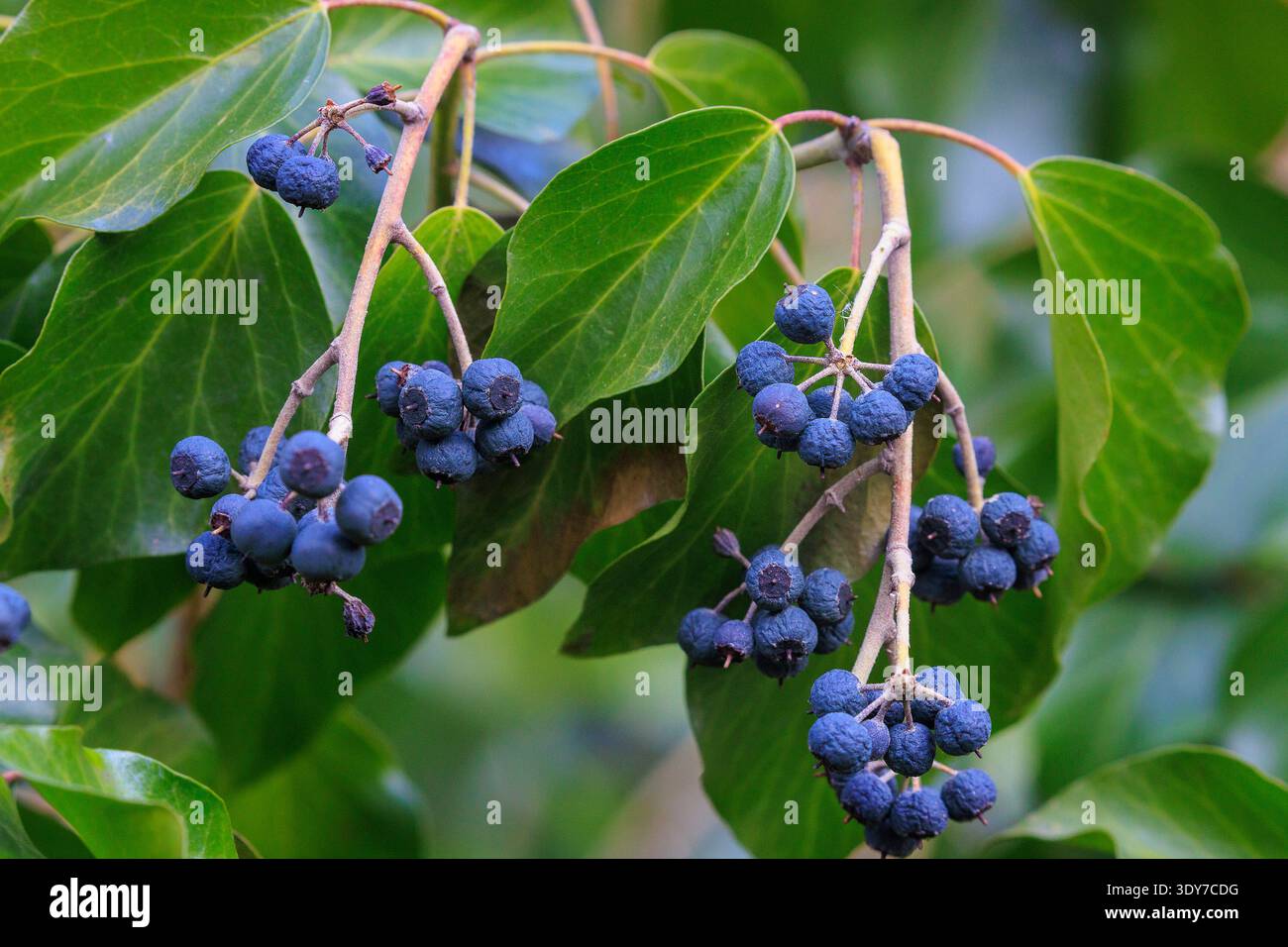 Efeubeeren (Hedera Helix) auf Zweig mit grünen Blättern Stockfoto