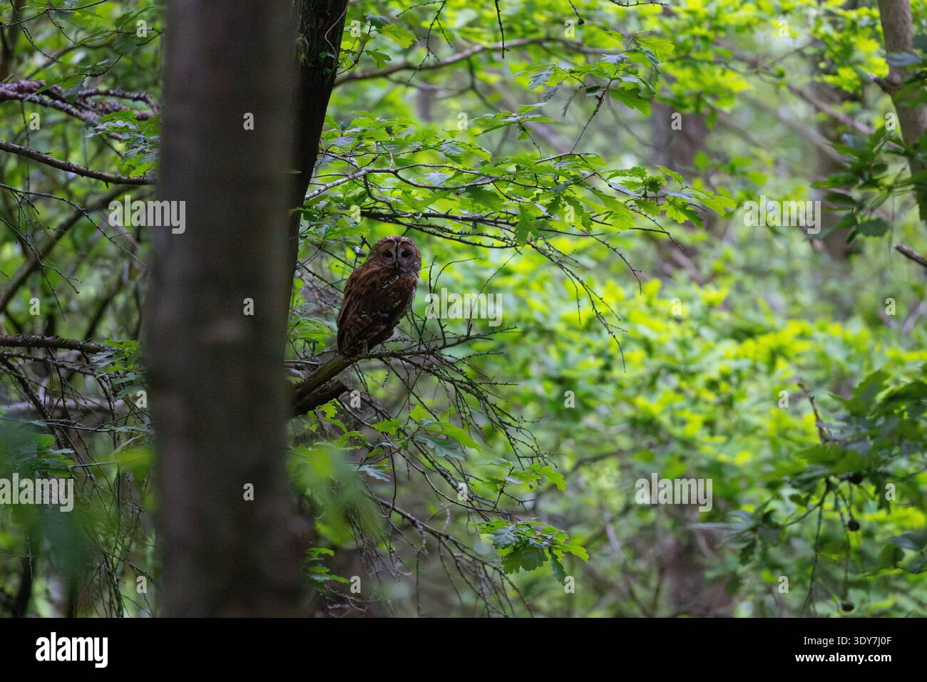 Ausgewachsene Tawny-Owl auf einem Ast im Wald, County Durham, England, Großbritannien. Stockfoto