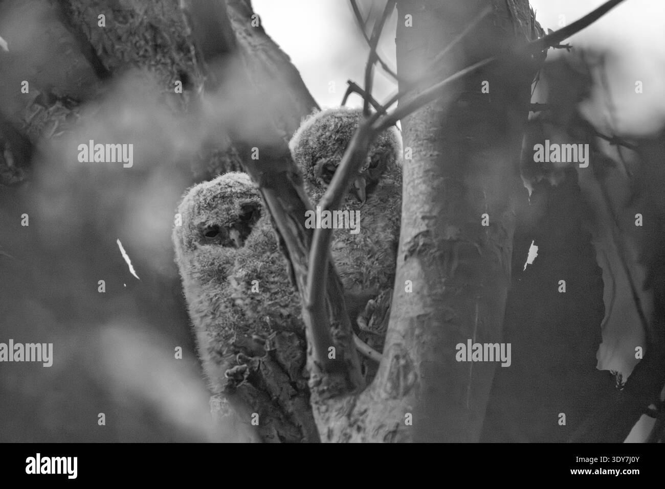 Schwarz-weiß-Bild von Tawny Owl Küken, die auf einem Baum sitzen. Stockfoto