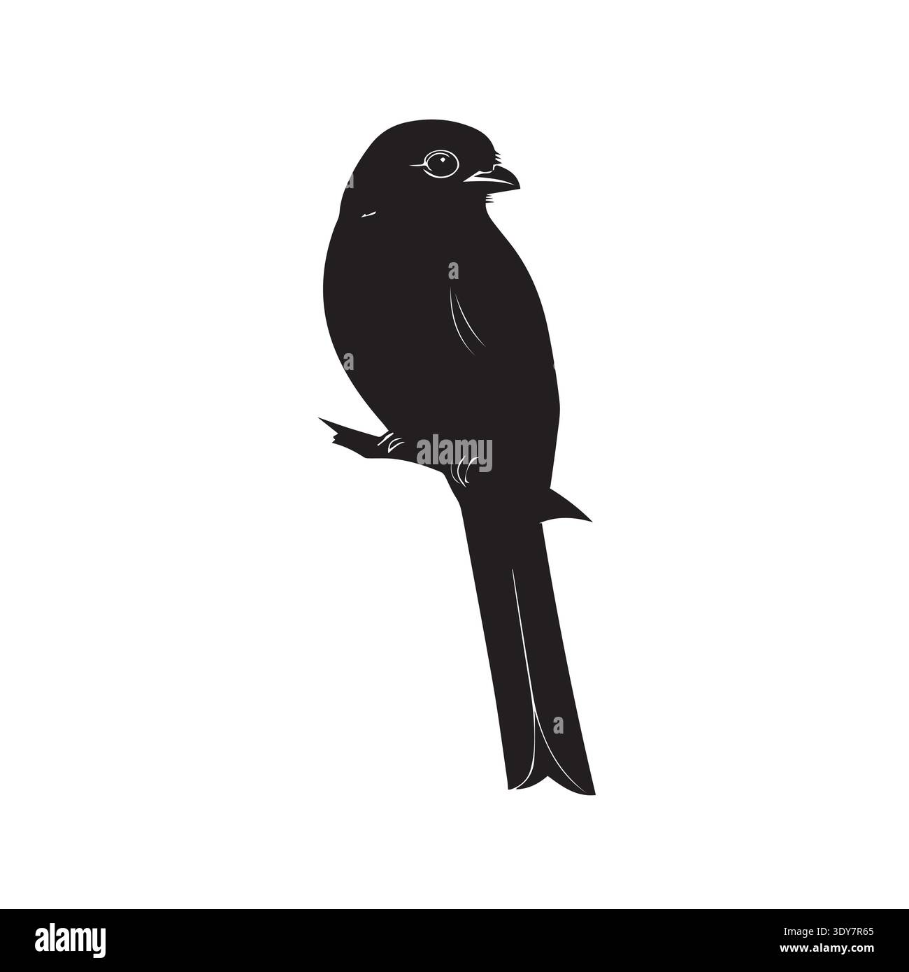Elegante schwarze Drongo-Silhouette auf einem Ast mit langem Schwanz. Stock Vektor