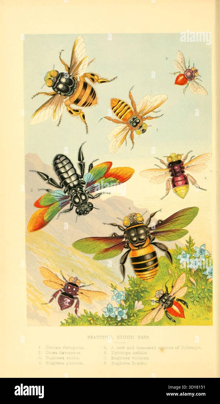 Wunderschöne exotische Bienen illustrierte Platte aus Curiosities of Entomology, detailgetreues Naturhistorisches Kunstwerk aus dem 19. Jahrhundert, das verschiedene Arten von farbenfrohen tropischen Bienen zeigt, einschließlich Euglossa, Centris und Xylocopa. Stockfoto