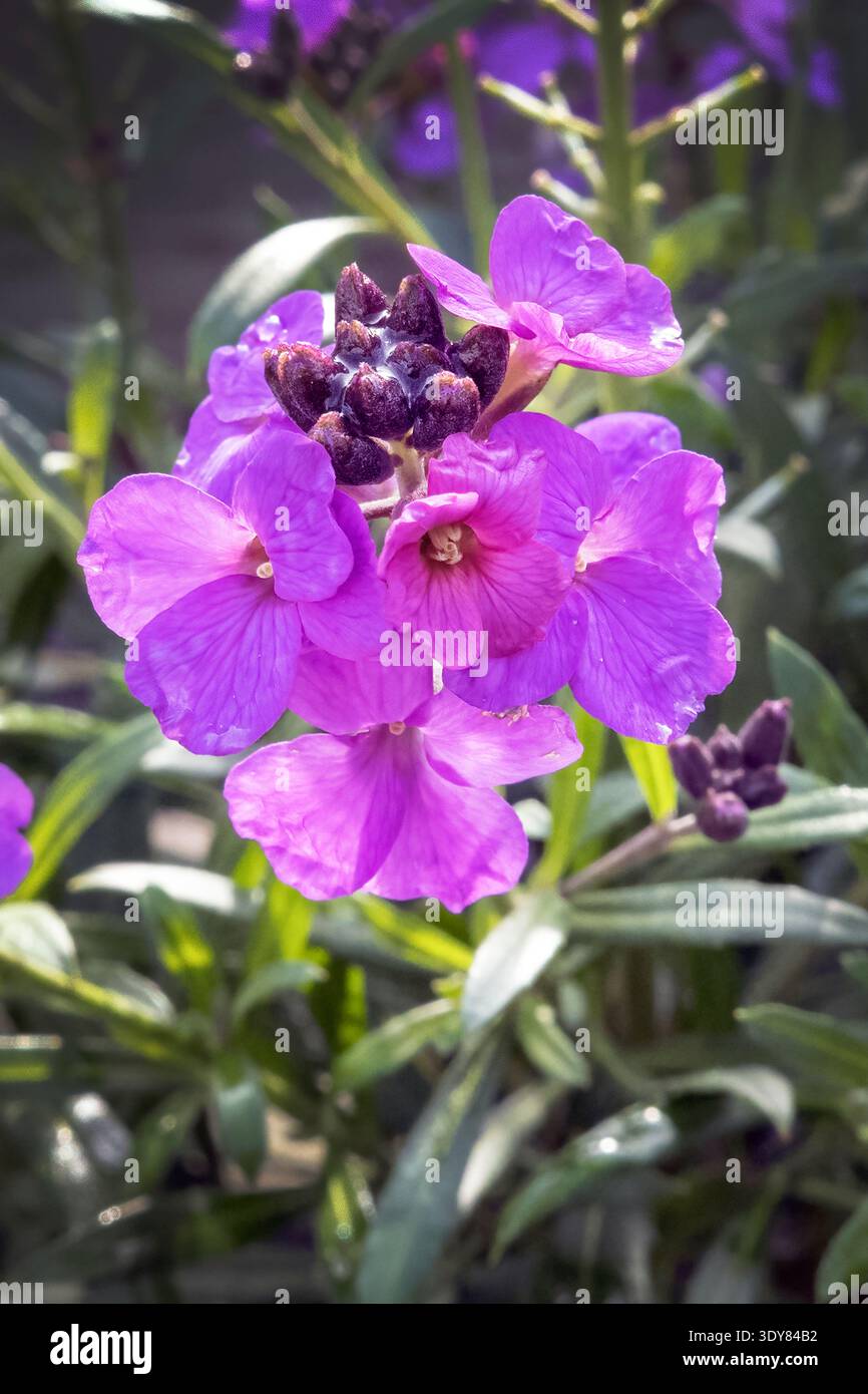 Erysimum simum Flieder zarte Frühlingsblume Stockfoto