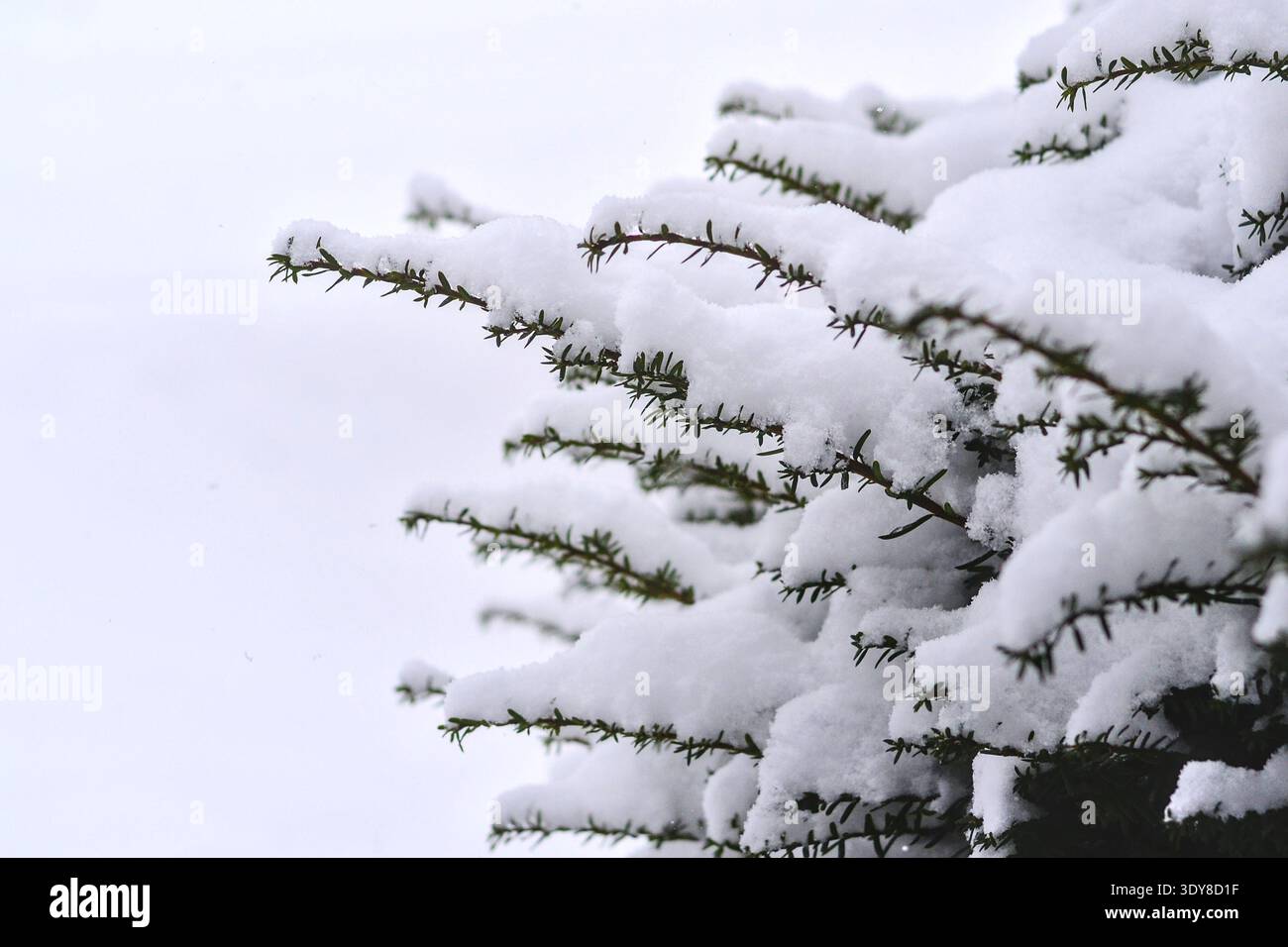 Eibe winter -Fotos und -Bildmaterial in hoher Auflsung  Alamy