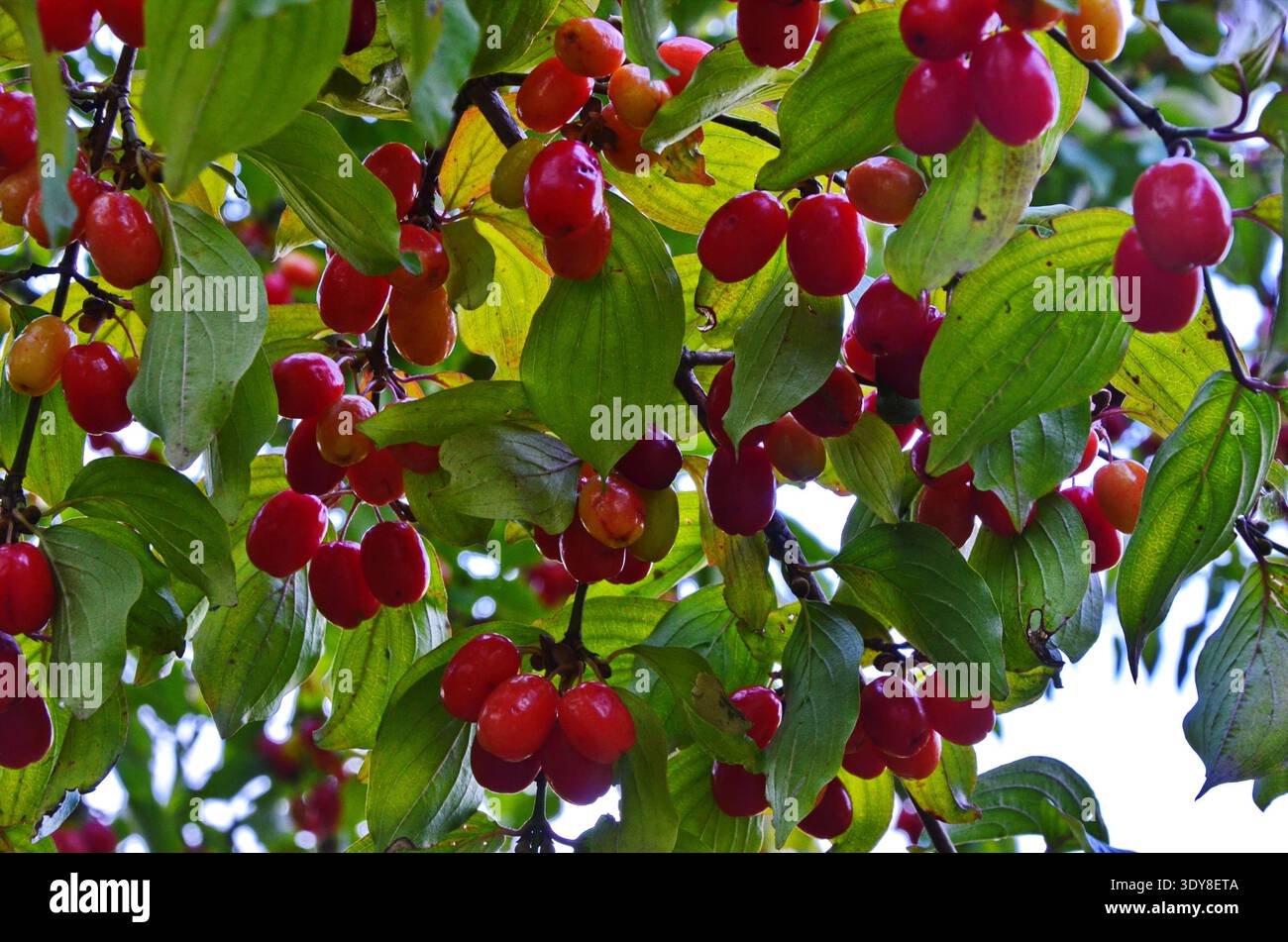 Früchte und Hartholzblätter auf einem Baumzweig Stockfoto