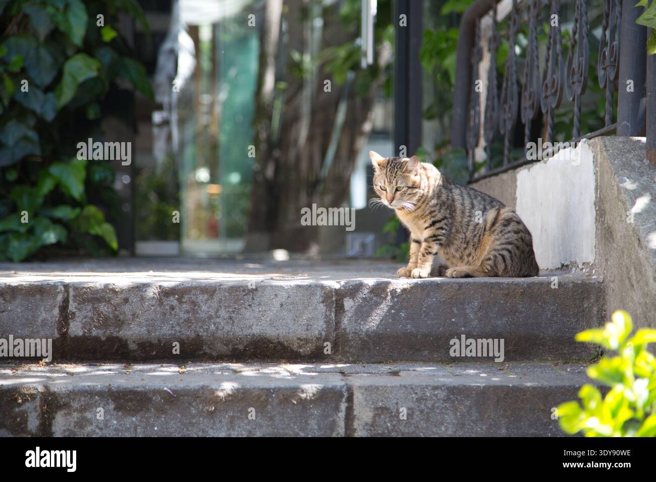 Eine heitere Katze, die auf Steintreppen im grünen Laub in Istanbul ruht.Tags Stockfoto