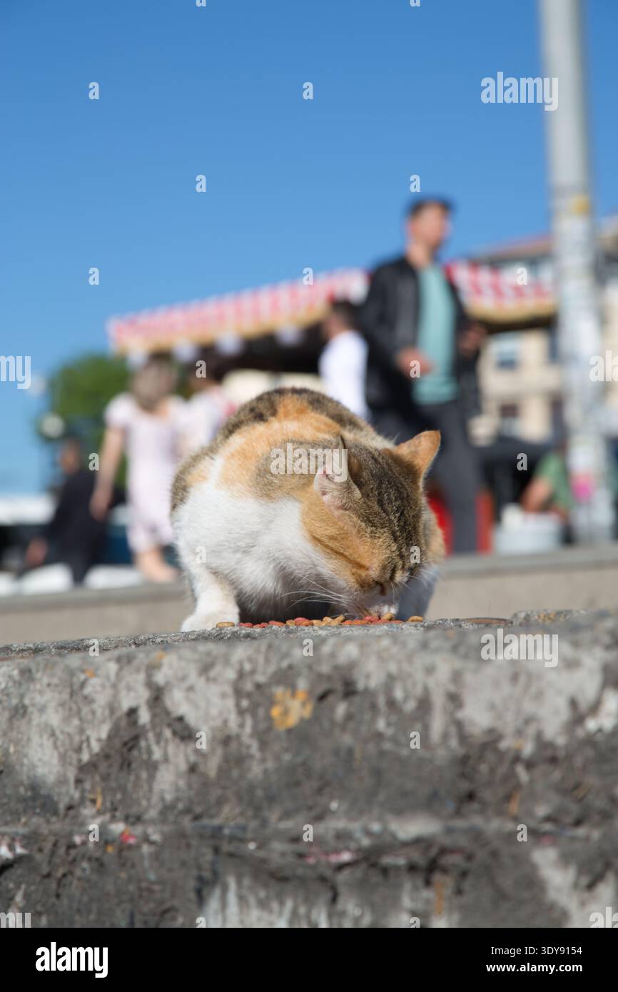 Eine Katze isst auf den Straßen von Istanbul, Türkei. Stockfoto
