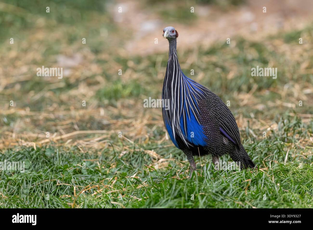 Vulturine Guineafuu steht auf grünem Gras mit einzigartigem blauem und gestreiftem Gefieder Stockfoto