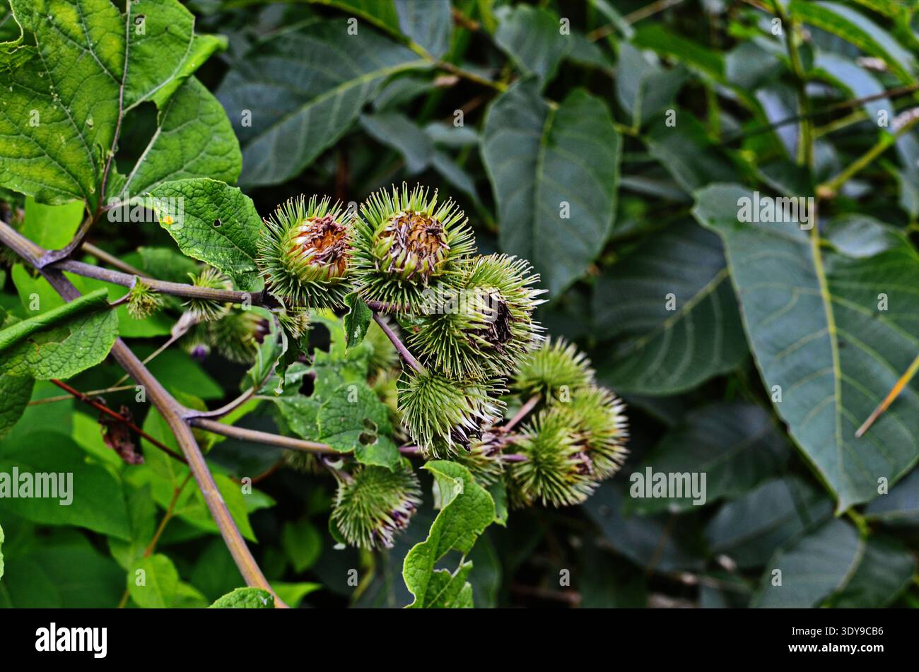 Größere Klettenblüten oder essbare Klettenblüten (Arctium lappa) Stockfoto