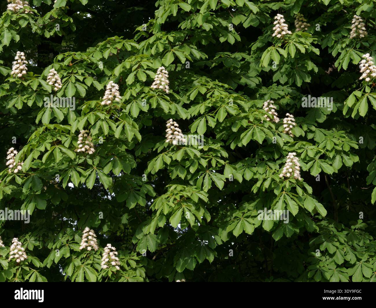 Rosskastanie-Baumblüten Stockfoto