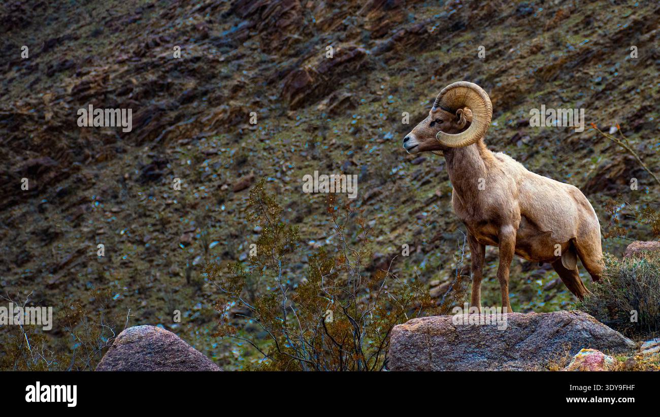 Peninsular Dighorn Schafböcke stehen auf felsigem Wüstenhang in Borrego Springs Stockfoto
